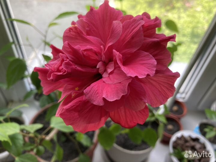 Гибискус китайская роза белая, розовая