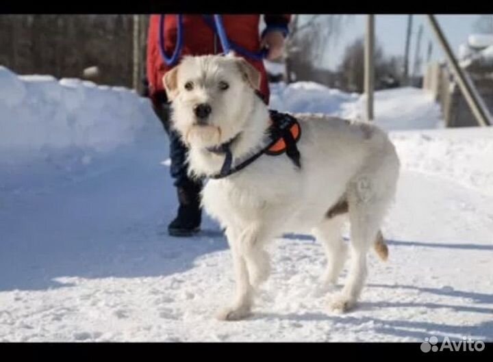 Собака