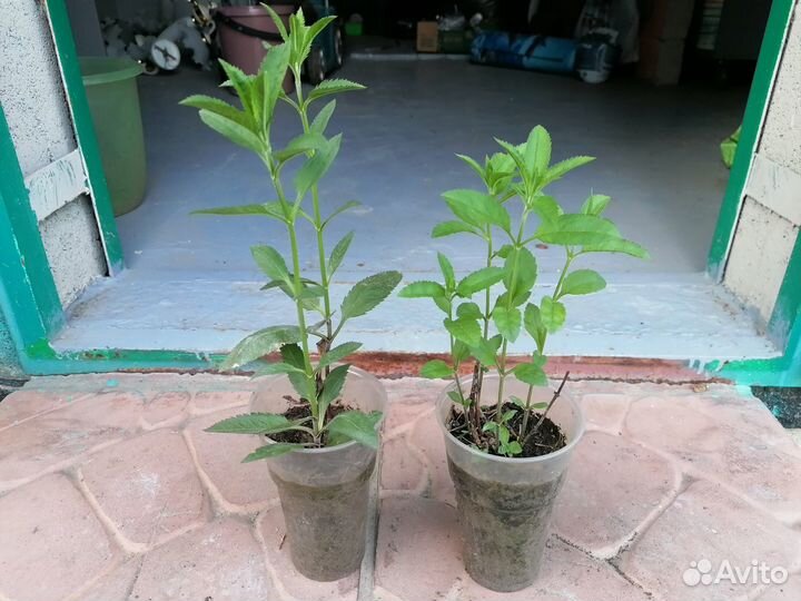 Многолетники для сада