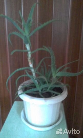 Алоэ (столетник)