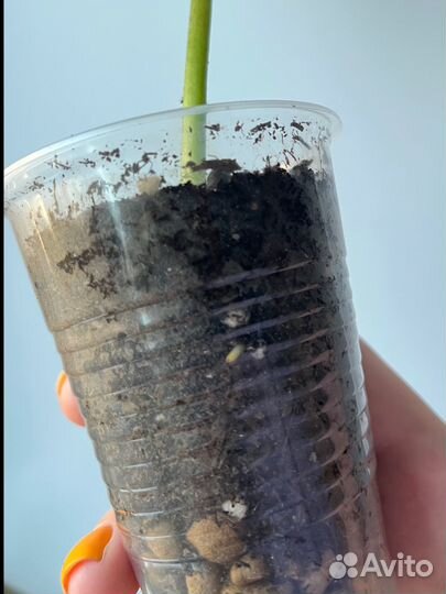 Филодендрон Бурле Маркс