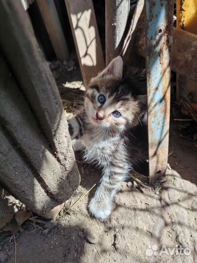 Котята в добрые руки.кошечка и котик