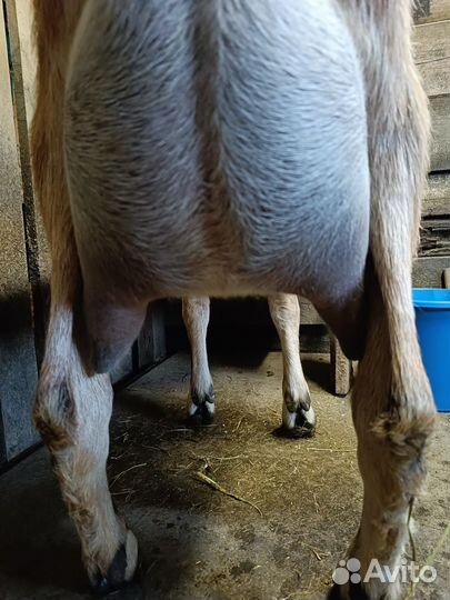 Козлик шами, козочка нубийская