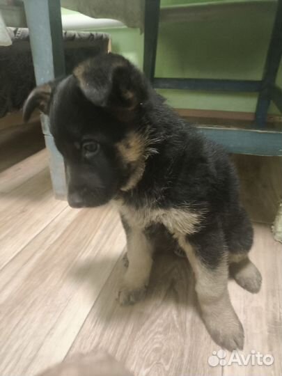 Немецкая овчарка