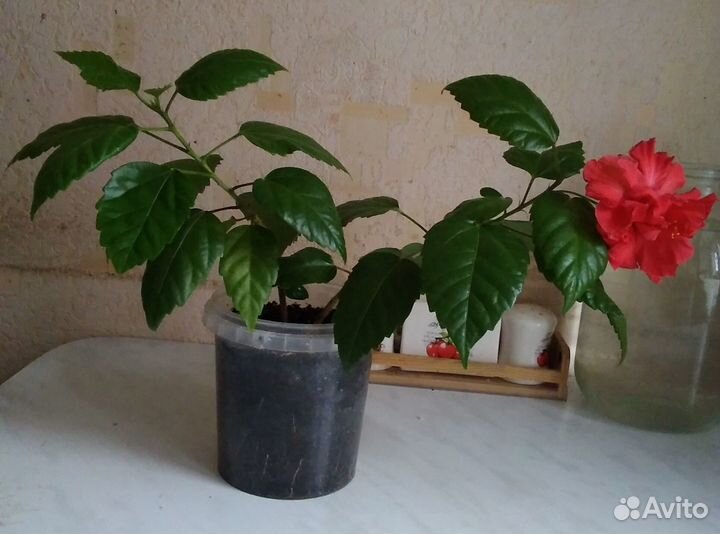 Гибискус сортовой