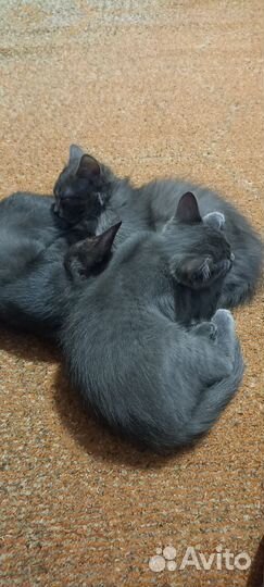 Котята милашки