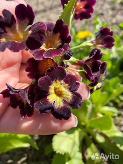 Примула ушковая Аурикула