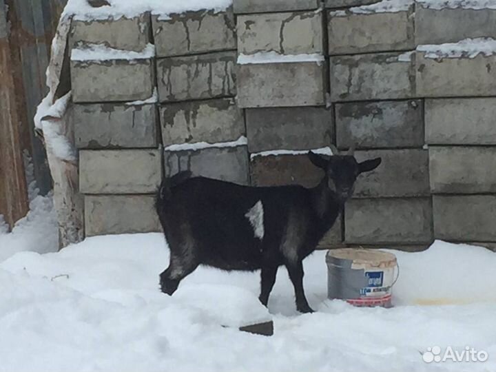 Коза альпийская