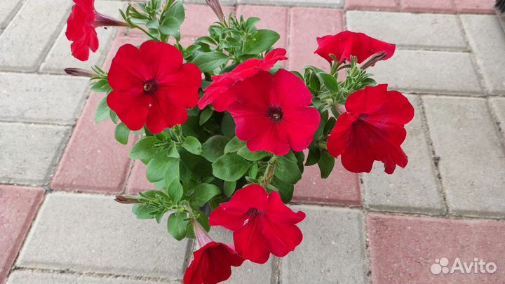 Рассада ампельной петунии