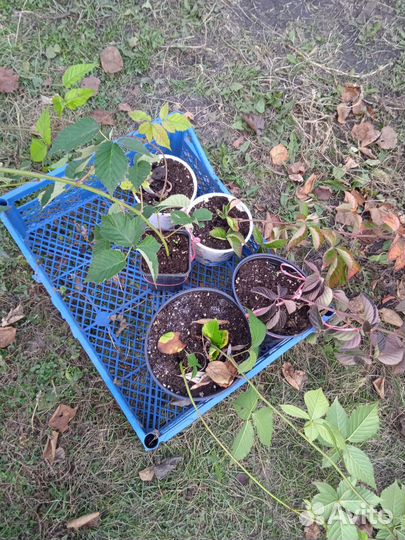 Саженцы ежевики