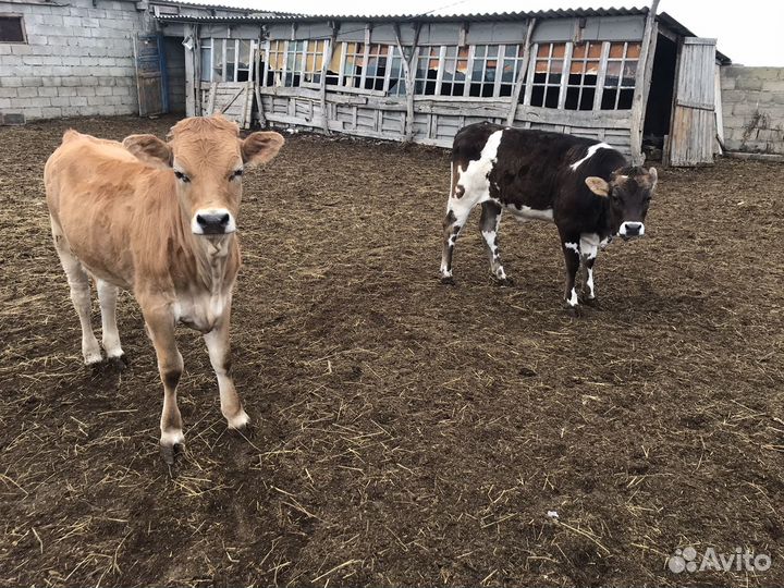 Телята бычки