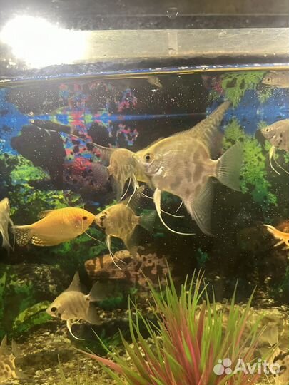 Аквариумные рыбки