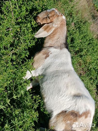 Дойные нубийские козы