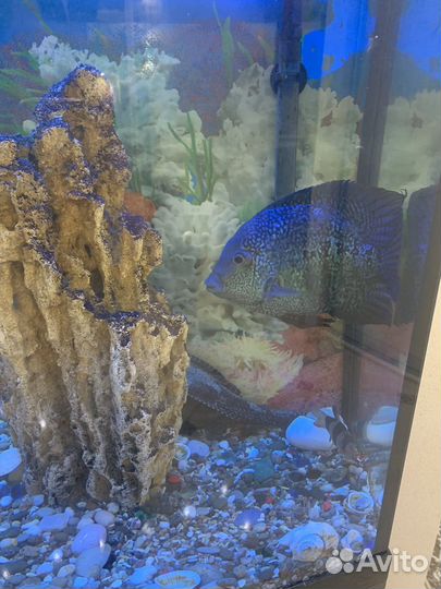 Аквариумные рыбки