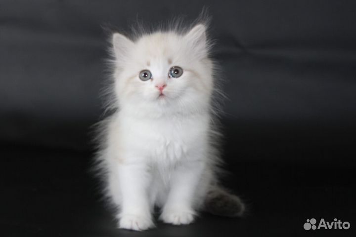 Невские маскарадные котята
