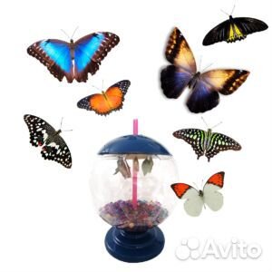 Ферма живых бабочек