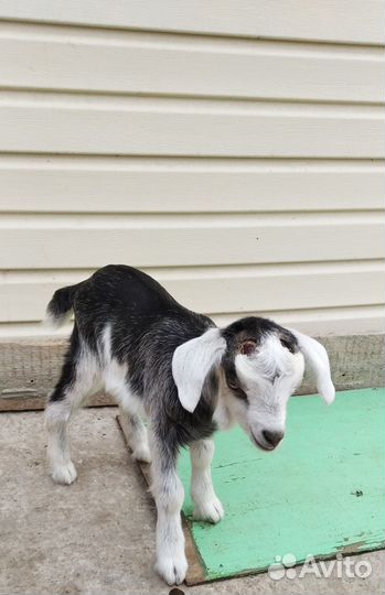 Козлики на племя