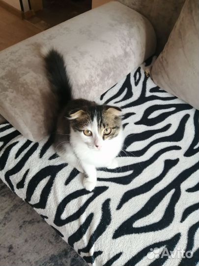 Кот 2,5 мес