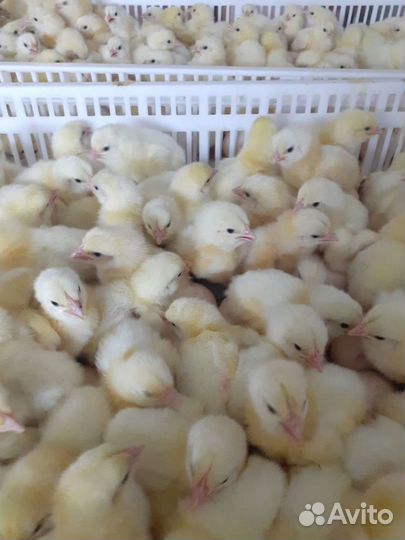 Цыплята бройлеры