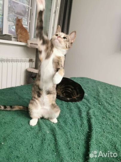 Бусинка ищет свой дом