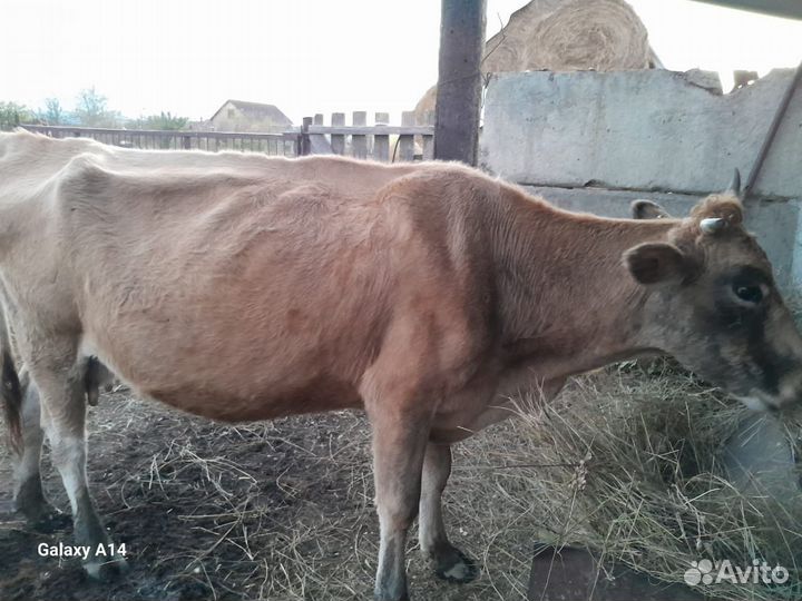 Корова с теленком