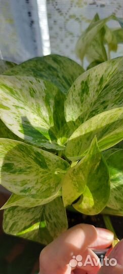 Сциндапсус Marble Queen