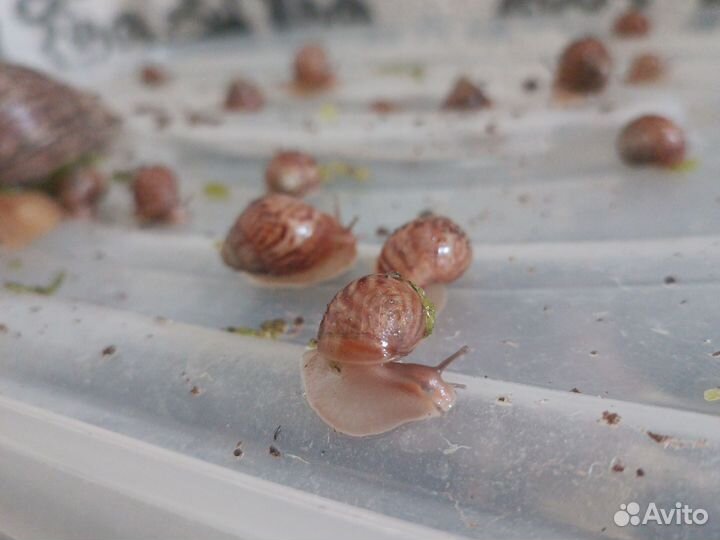 Улитки ахатины бесплатно