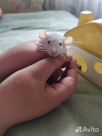 Крыса дамбо