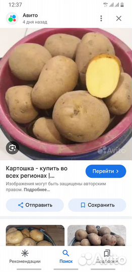 Картошка домашняя