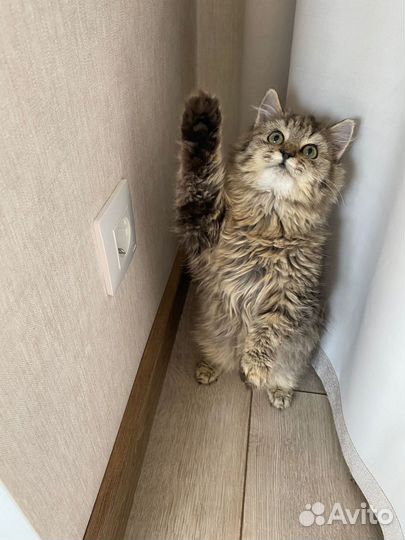 Кошка или котик