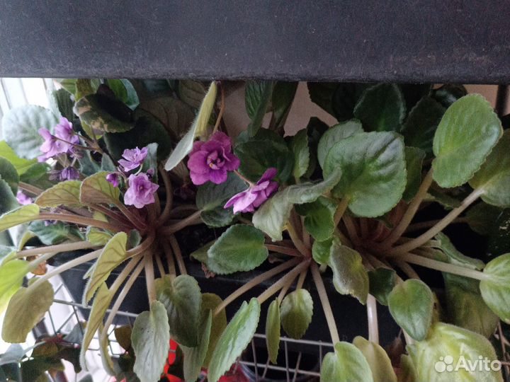 Комнатные цветы