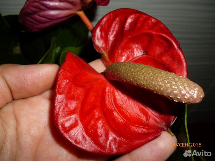 Всегда в наличии Антуриумы