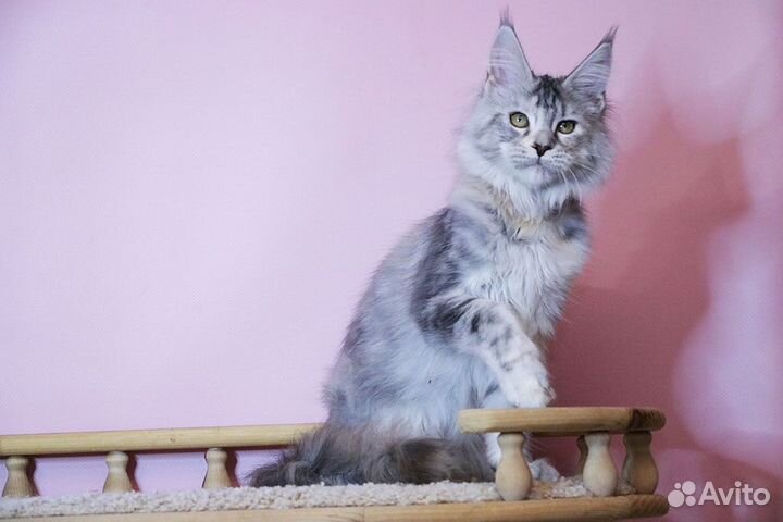 Котята мейн-кун девочка