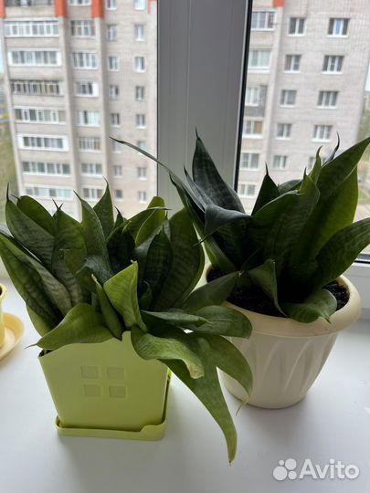 Комнатные растения цветы