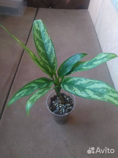 Комнатные растения цветы