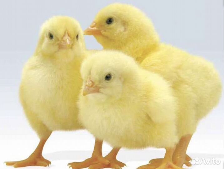 Цыплята Бройлер «Росс-308»