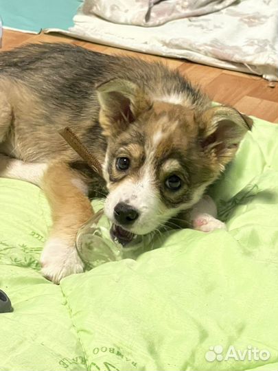 Щенок девочка