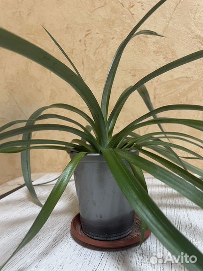 Ананас комнатный Амиго