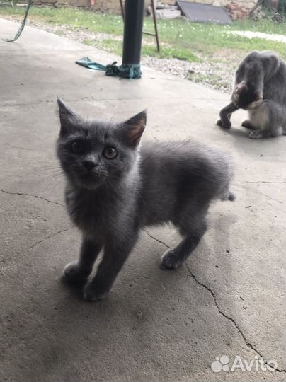 Шотландская