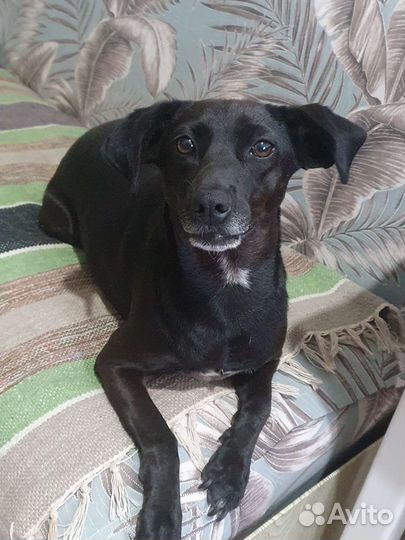 Кукла в поисках дома