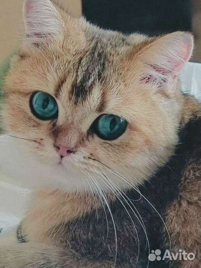 Золотой зеленоглазый котик