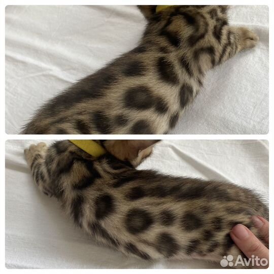 Бенгальские котята