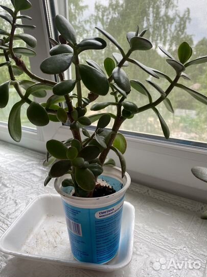 Цветы Денежное дерево (Толстянка), алоэ столетник