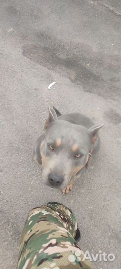 Собака для вязки