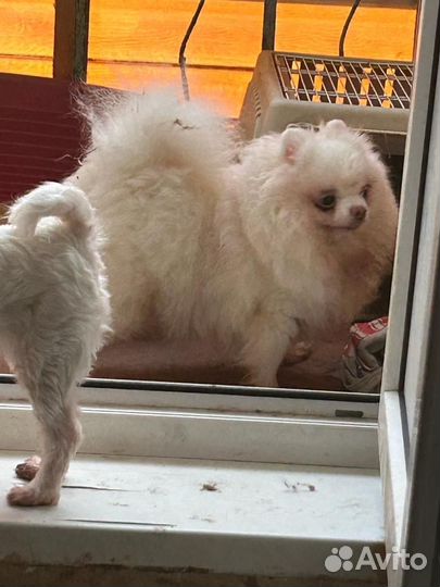 Две взрослых шоколадных чишки и белая помераночка