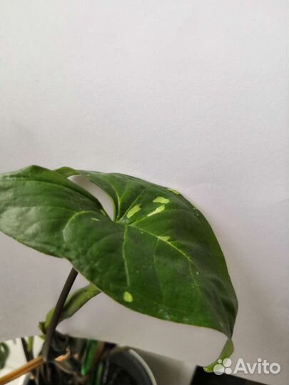 Сингониумы сортовые