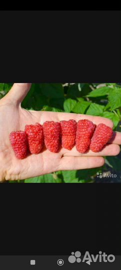 Малина Гордость России