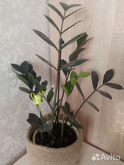 Замиокулькас равен (черный ворон)