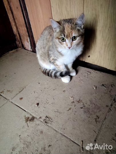 Отдам бесплатно