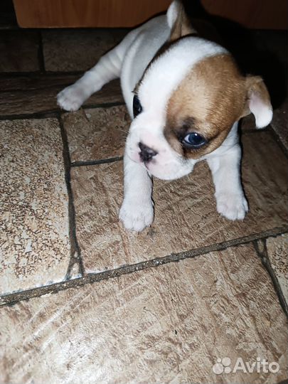 Французский бульдог щенки